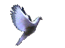 Gheorghiu International Web Design